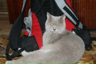 Fragaria Vesca фотография #46 (источник - https://vk.com/id542159)