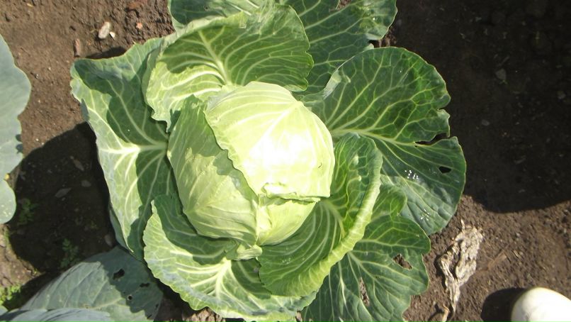 Айлана Донгак фотография #44