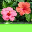 Фотография Маянцева (парамонова) Анны