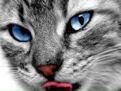 Фотография Суворовой Ирины