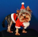 Фотография Трифоновой Инны