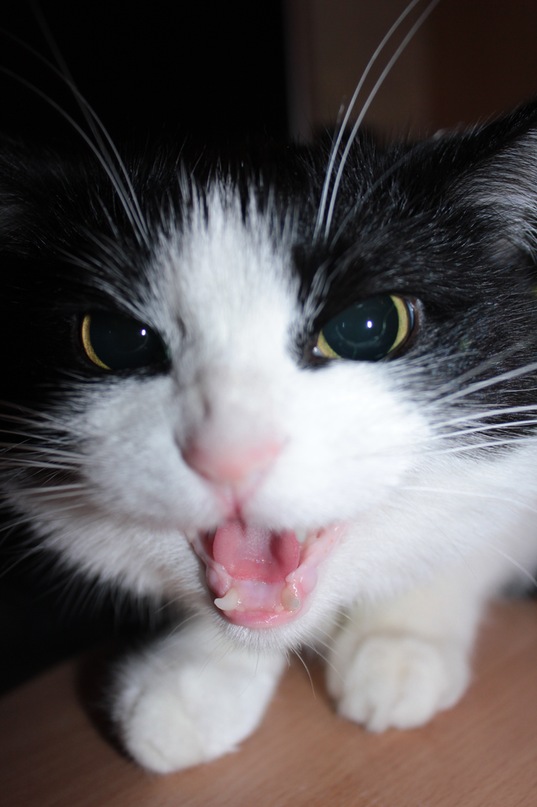 Алина Савельева фотография #26