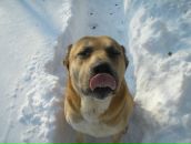 Фотография Кошечко Марины