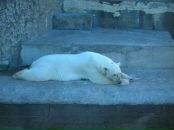 Фотография Филиппова Мишки