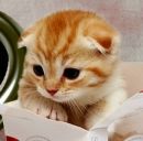 Лілюсік)))) Лазарук*) фотография #32 (источник - https://vk.com/id153656972)