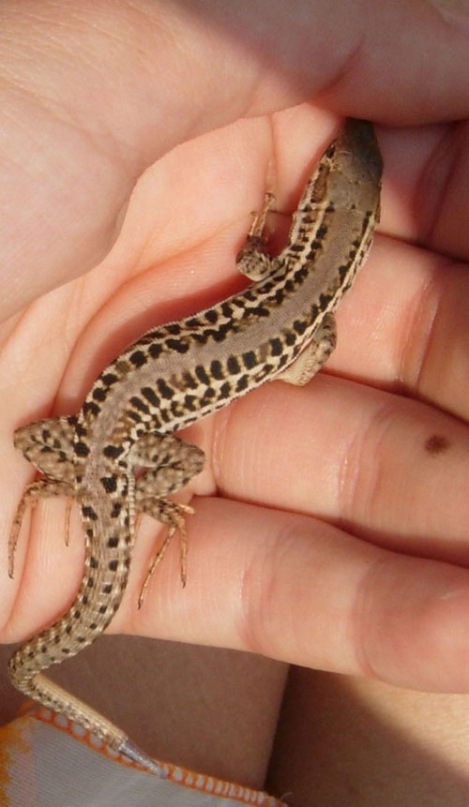 Иннна Gushcha фотография #15