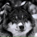 Дмитрий Поляков фотография #42 (источник - https://vk.com/id1748925)