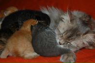 Кіріл Петрук фотография #40 (источник - https://vk.com/id2620559)