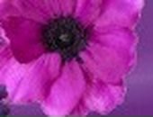 Софія Лицур фотография #5 (источник - https://vk.com/id39724621)