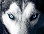 Віталій Демчишин фотография #44 (источник - https://vk.com/id48711882)