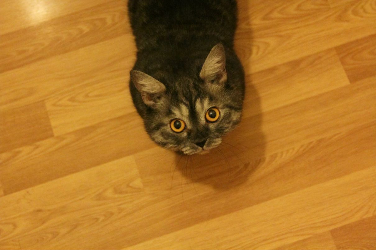 Кса На фотография #2