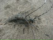 Фотография Перминова Юрия