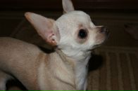 Фотография Шмунко Оли