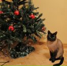 Gleba Babakov фотография #36 (источник - https://vk.com/id316208)