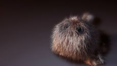 Дініс Нетрибійчук фотография #28 (источник - https://vk.com/id86334116)