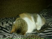 Фотография Лисовской Александры