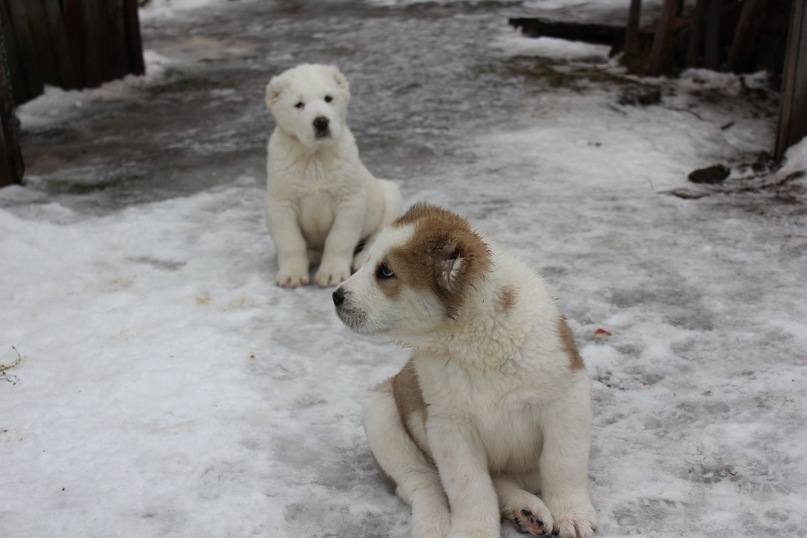 Василий Тихонов фотография #40