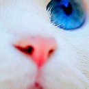 Ірина Кукурудза фотография #31 (источник - https://vk.com/id22514152)