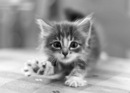 Стильна Дівчинка фотография #19 (источник - https://vk.com/id169474604)