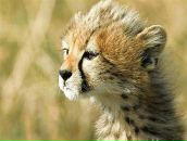 Фотография Биктагирова Ильвина