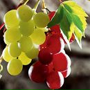 Фотография Богуцкой Анны