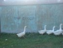 Марічка Підгірянка фотография #37 (источник - https://vk.com/id26503547)