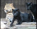 Юля Белінська фотография #41 (источник - https://vk.com/id152550663)
