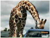 Вася Євтух фотография #29 (источник - https://vk.com/id36587882)