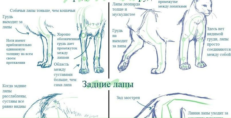 Мария Шевченко фотография #35
