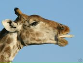 Фотография Уласовца Дениса