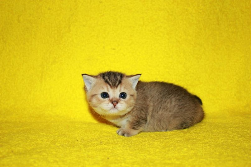 Крис Ко фотография #40