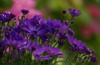 Ірина Вітовщик фотография #37 (источник - https://vk.com/id36403117)