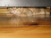 Фотография Парфенов Алексей