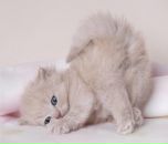 Фотография Печетовой Кристины