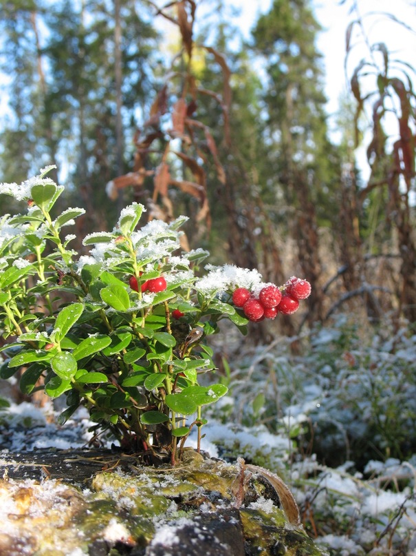 Константин Костин фотография #49