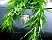 Дмитрий Дмитрий фотография #15 (источник - https://vk.com/id128139)