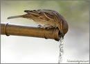 Водиця Знаменівська фотография #48 (источник - https://vk.com/id140085356)