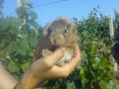 Андрій Шимко фотография #34 (источник - https://vk.com/id49739995)