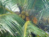 Маріана Гембаровська фотография #25 (источник - https://vk.com/id13542832)