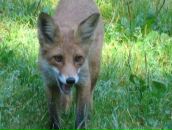 Фотография Щербатюк Ирина