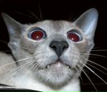 Фотография Чернышкина Андрея