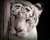 Фотография Крайзман Валерии