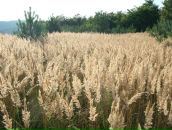 Світлана Мартиненко фотография #6 (источник - https://vk.com/id156250031)