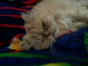 Дмитрий Иванов фотография #40 (источник - https://vk.com/id1759368)