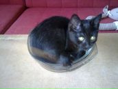 Иван Ивко фотография #14 (источник - https://vk.com/id252108)