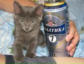 Роман Киреев фотография #37 (источник - https://vk.com/id2910844)