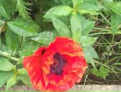 Фотография Флейштор Натальи