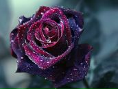 Фотография Голыгиной Ирины