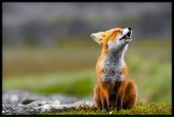 Фотография Блажевской Елены