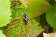 Виталий Маланин фотография #28 (источник - https://vk.com/id698311)